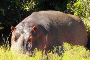 Schotia Safaris: Best Wildlife Encounters in Port Elizabeth