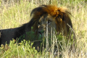 Schotia Safaris: Best Wildlife Encounters in Port Elizabeth