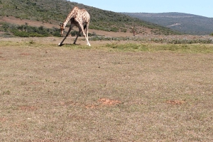 Schotia Safaris: Best Wildlife Encounters in Port Elizabeth