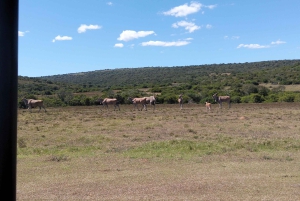 Schotia Safaris: Best Wildlife Encounters in Port Elizabeth