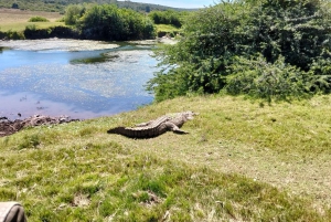 Schotia Safaris: Best Wildlife Encounters in Port Elizabeth