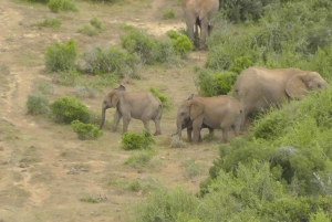 Schotia Safaris: Best Wildlife Encounters in Port Elizabeth