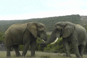 Schotia Safaris: Best Wildlife Encounters in Port Elizabeth