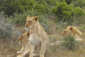 Schotia Safaris: Best Wildlife Encounters in Port Elizabeth