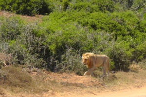 Schotia Safaris: Best Wildlife Encounters in Port Elizabeth