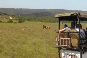 Schotia Safaris: Best Wildlife Encounters in Port Elizabeth