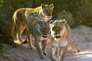 Addo-Elefanten-Nationalpark: Halbtages-Safari