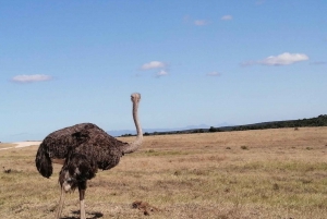 Addo-Elefanten-Nationalpark: Halbtages-Safari