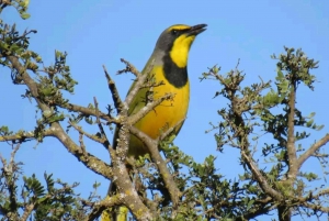 Addo-Elefanten-Nationalpark: Halbtages-Safari