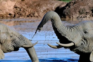 Całodniowe safari w Parku Narodowym Addo Elephant: Port Elizabeth