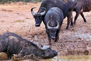 Całodniowe safari w Parku Narodowym Addo Elephant: Port Elizabeth