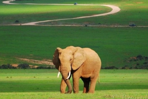 Całodniowe safari w Parku Narodowym Addo Elephant: Port Elizabeth