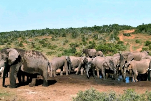 Całodniowe safari w Parku Narodowym Addo Elephant: Port Elizabeth