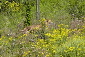 Экскурсия по заповеднику Крагга Камма [автобус/автомобиль: Порт-Элизабет]