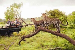Schotia Safaris: Best Wildlife Encounters in Port Elizabeth