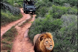 Schotia Safaris: Best Wildlife Encounters in Port Elizabeth