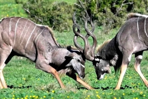 Schotia Safaris: Best Wildlife Encounters in Port Elizabeth