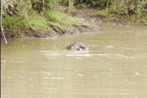Частный заповедник Schotia Safaris: Порт-Элизабет