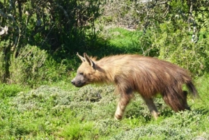 Частный заповедник Schotia Safaris: Порт-Элизабет