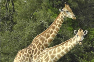 Частный заповедник Schotia Safaris: Порт-Элизабет