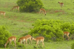 Частный заповедник Schotia Safaris: Порт-Элизабет