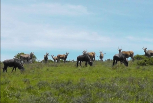 Частный заповедник Schotia Safaris: Порт-Элизабет