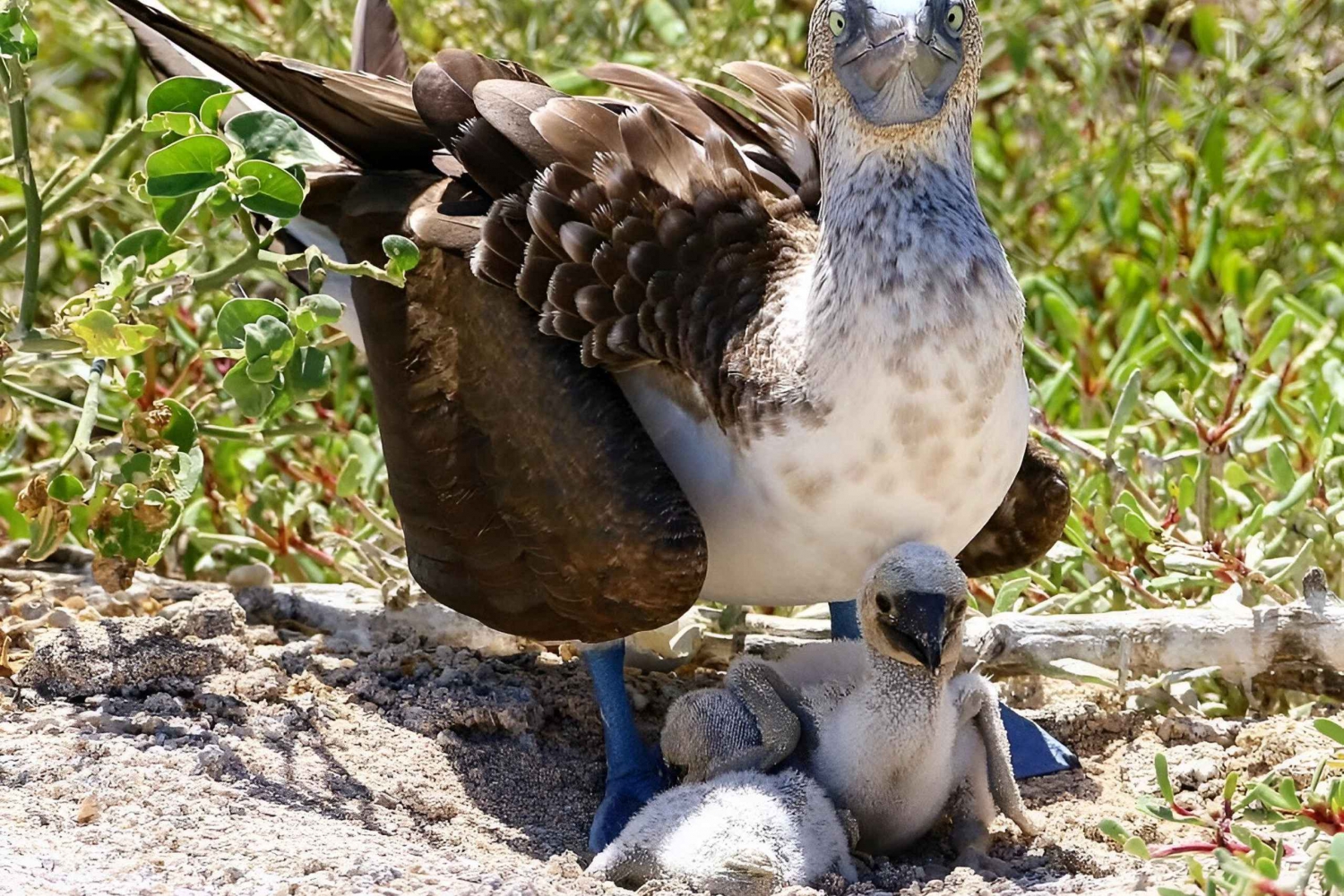 MEILLEURE EXCURSION D'OBSERVATION DES OISEAUX ET DE PLONGÉE EN APNÉE SUR L'ÎLE DE NORTH SEYMOUR