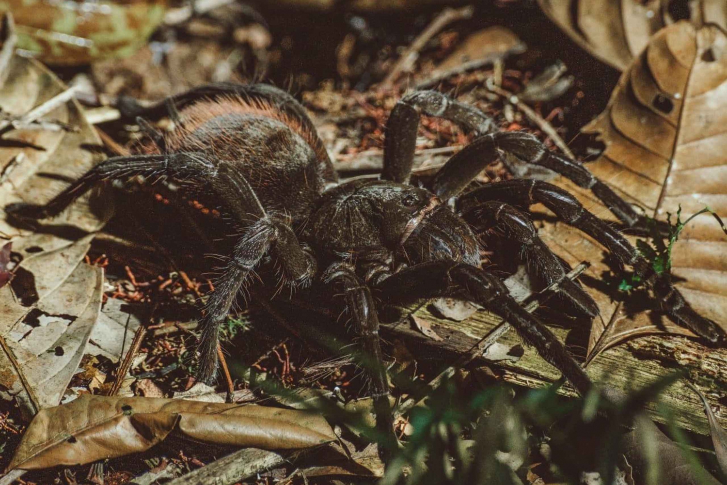 cuyabeno: 3 dager 2 netter tur i cuyabeno