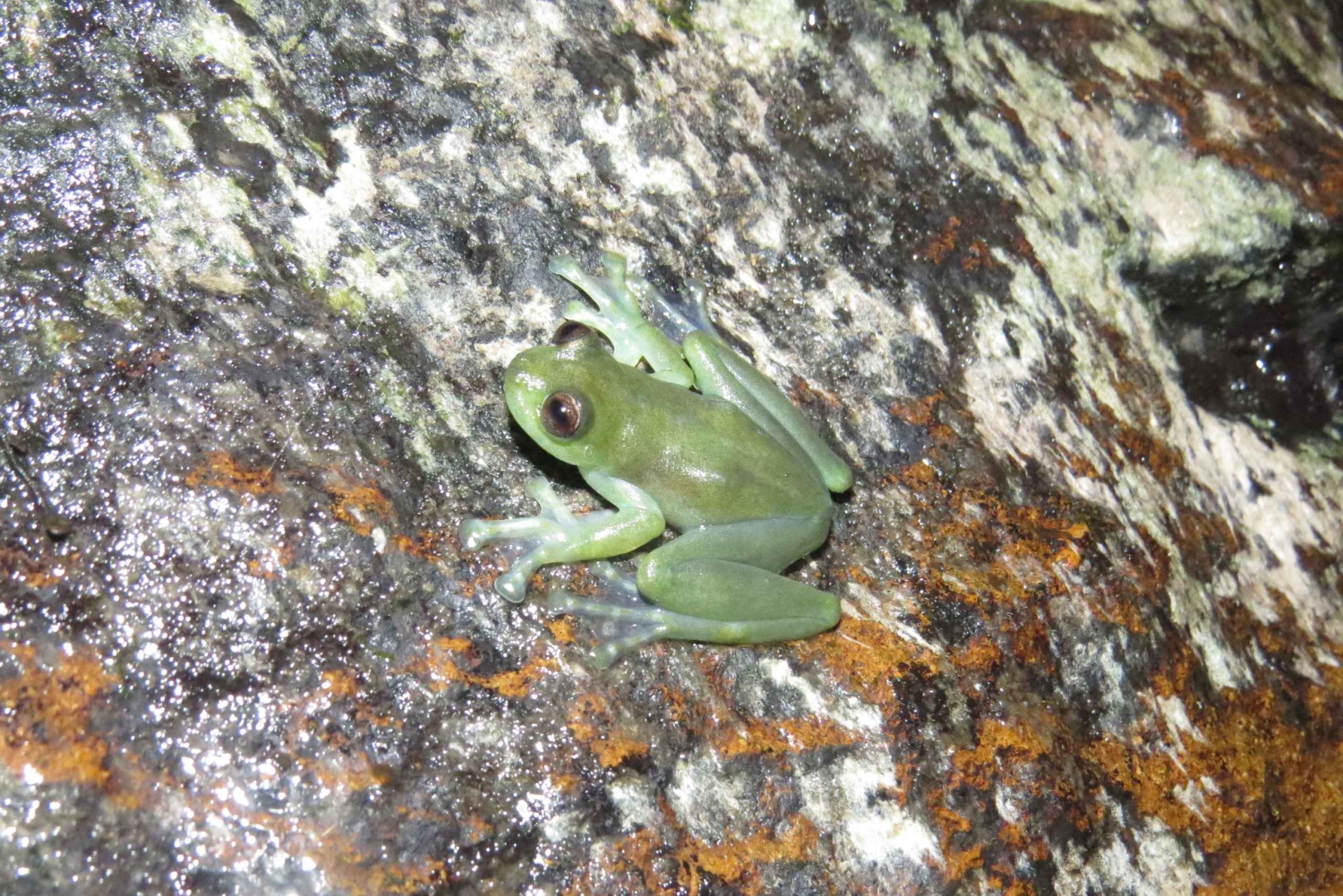 Ecuador Choco Ecoregion: nattlig herping og morgentur