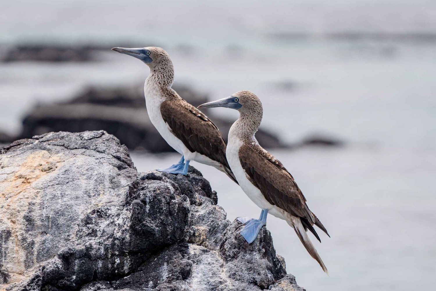 イサベラ島のロス・カボス・デ・ロス・カボス・デ・ロス・カボス・デ・ロス・カボス・デ・ロス・カボス・デ・ロス・カボス・デ・ロス・カボス・
