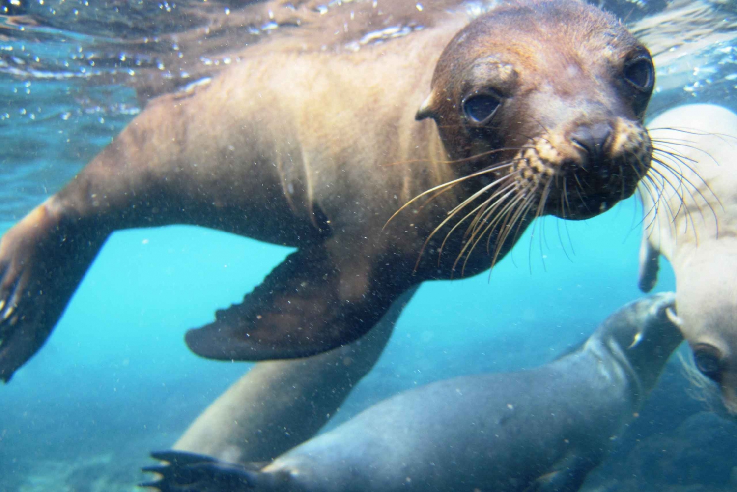 Au départ de Puerto Ayora : Journée de plongée en apnée sur l'île de Santa Fe