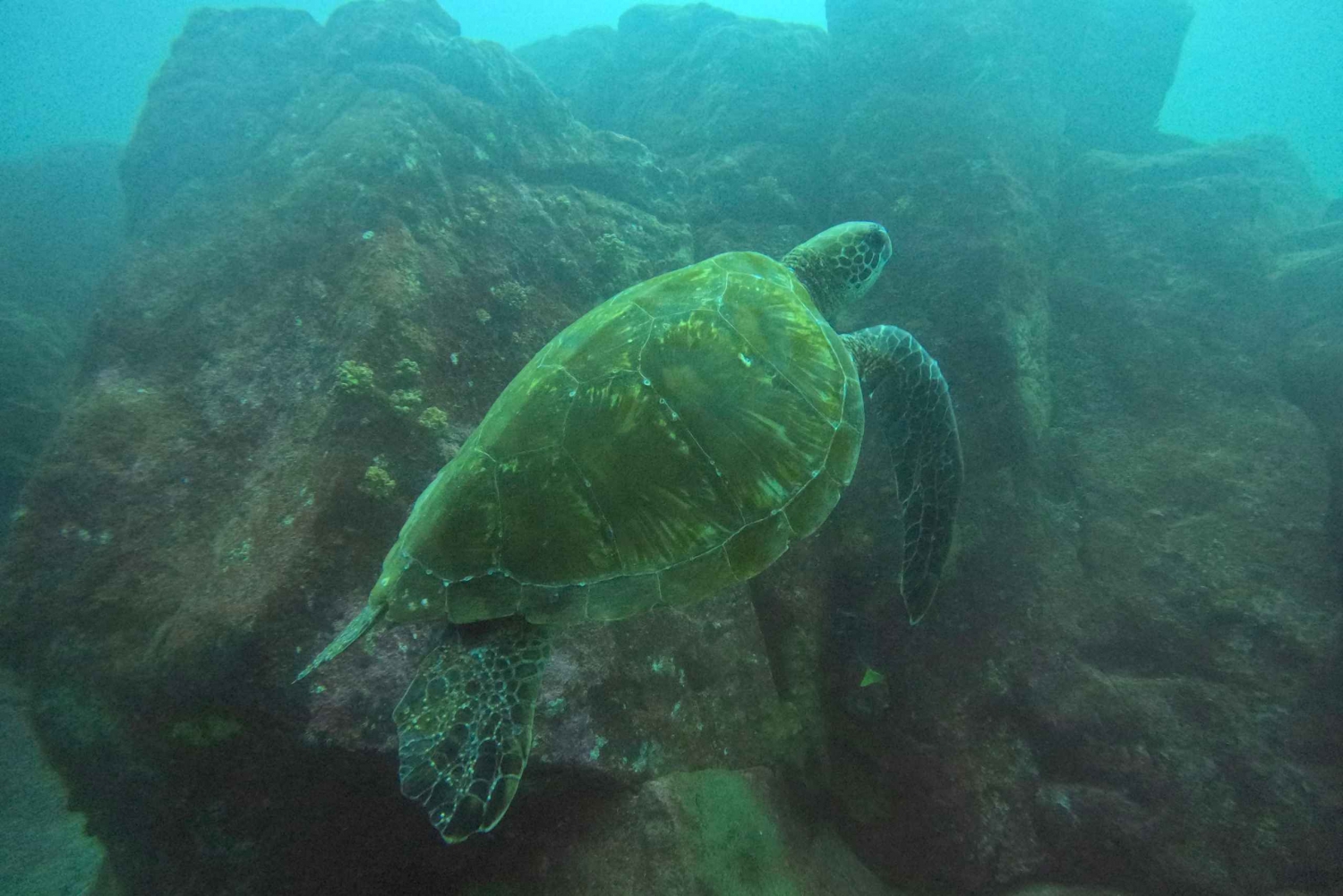 Galapagos Discovery Diving ESPERIENZA DI UN GIORNO