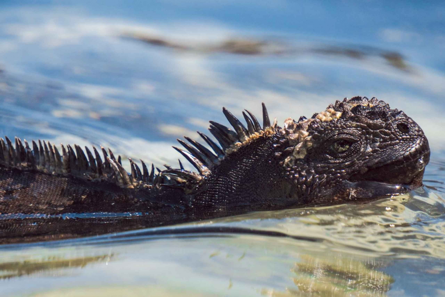 ガラパゴス・サンクリストバル終日ツアー360