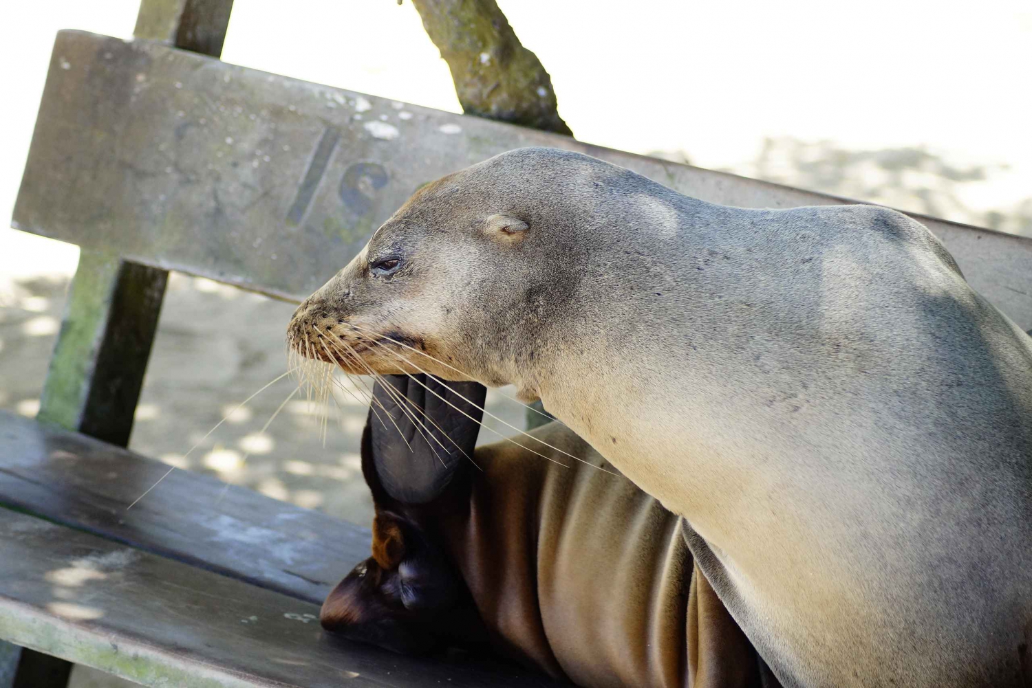 Galapagos ö; naturtur