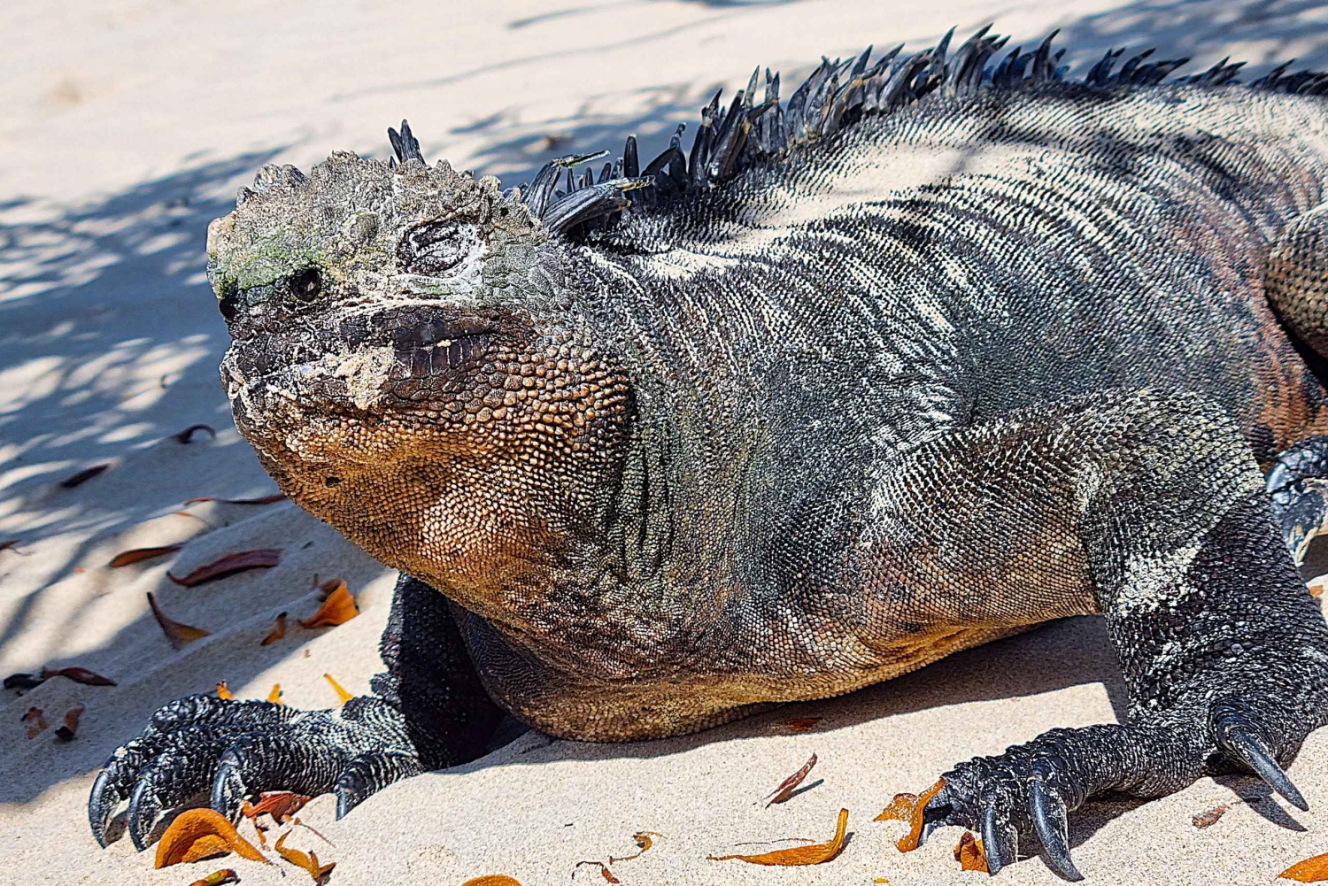 Galápagos: Luxo e Natureza Premium 4D/3N Tour