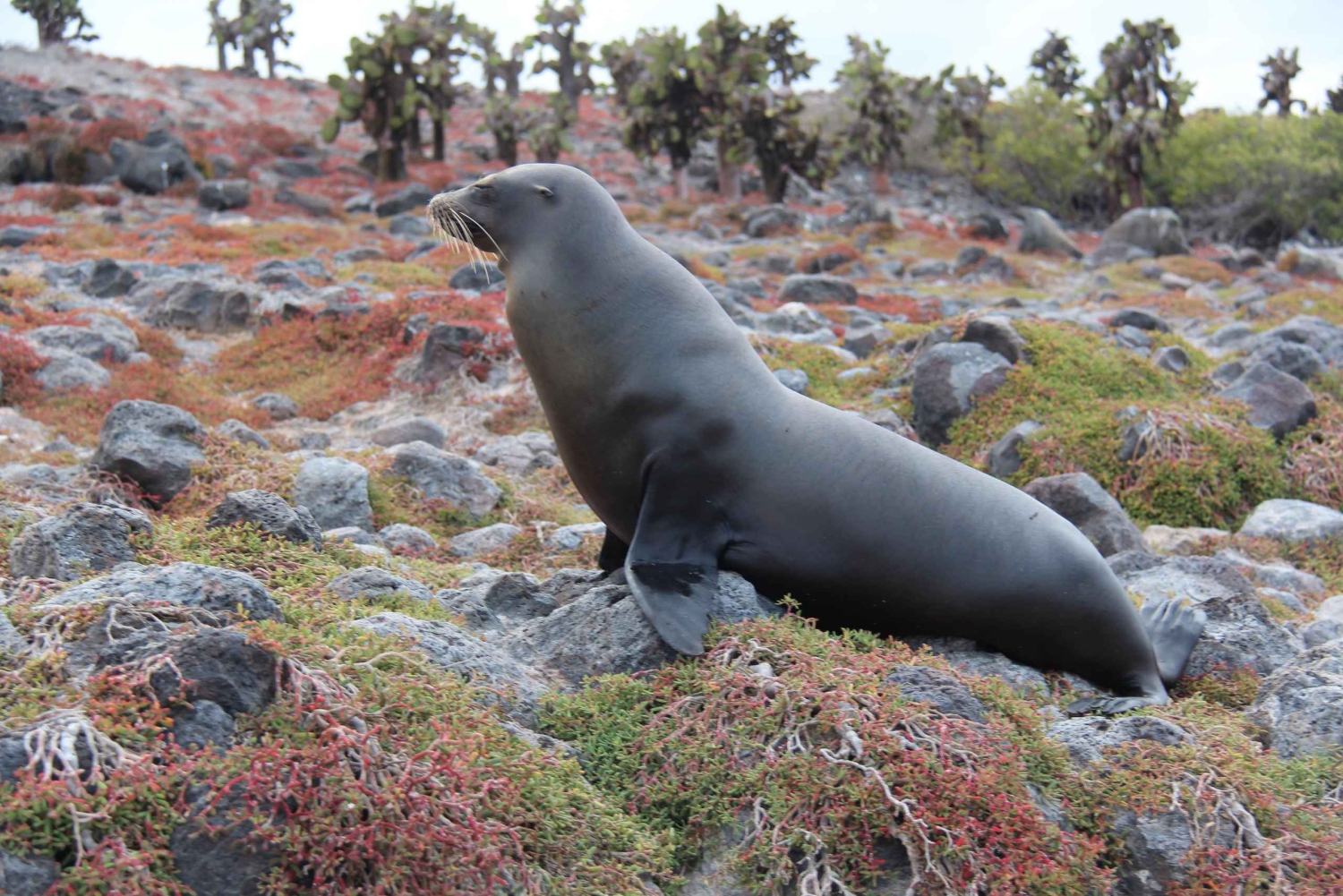 Galapagos: Geführte Yacht-Tour und Schnorcheln in Puerto Ayora
