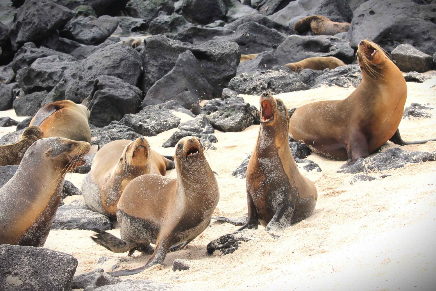Galapagos: 4-dniowa wycieczka na wyspę San Cristobal