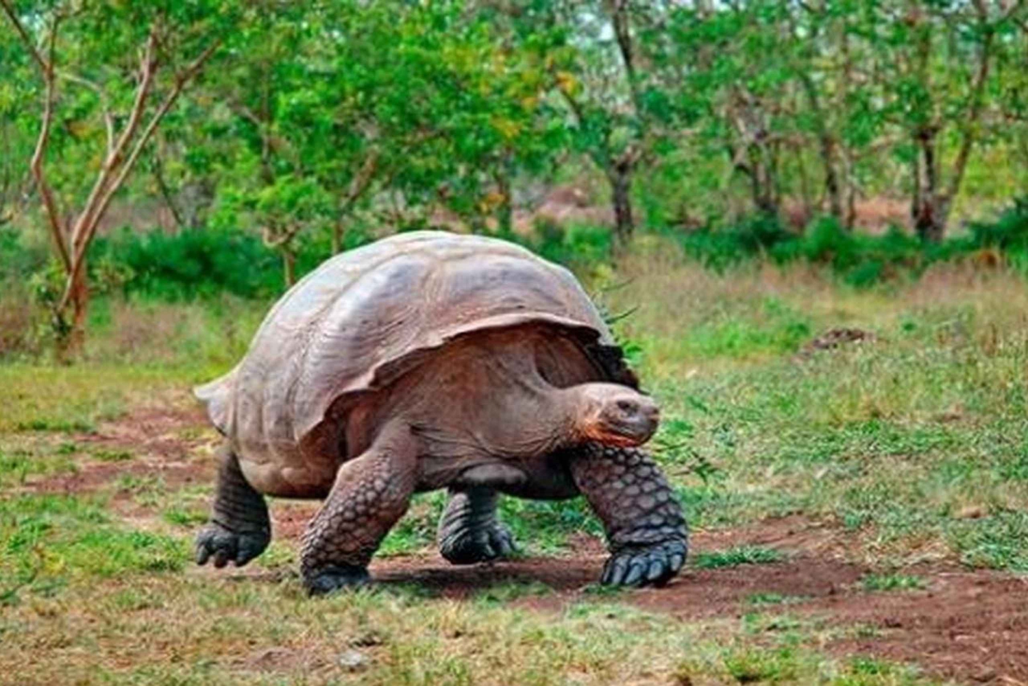 Galápagos: visita a la Estación Científica Charles Darwin de Santa Cruz