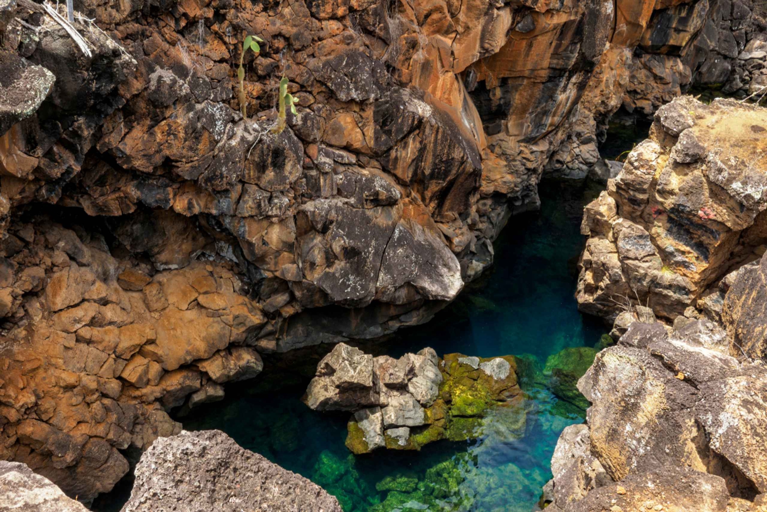 Galápagos: Santa Cruz, tur i den farbara bukten + Las Grietas