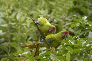 Guayaquil: Cerro Blanco Protected Forest Guided Tour
