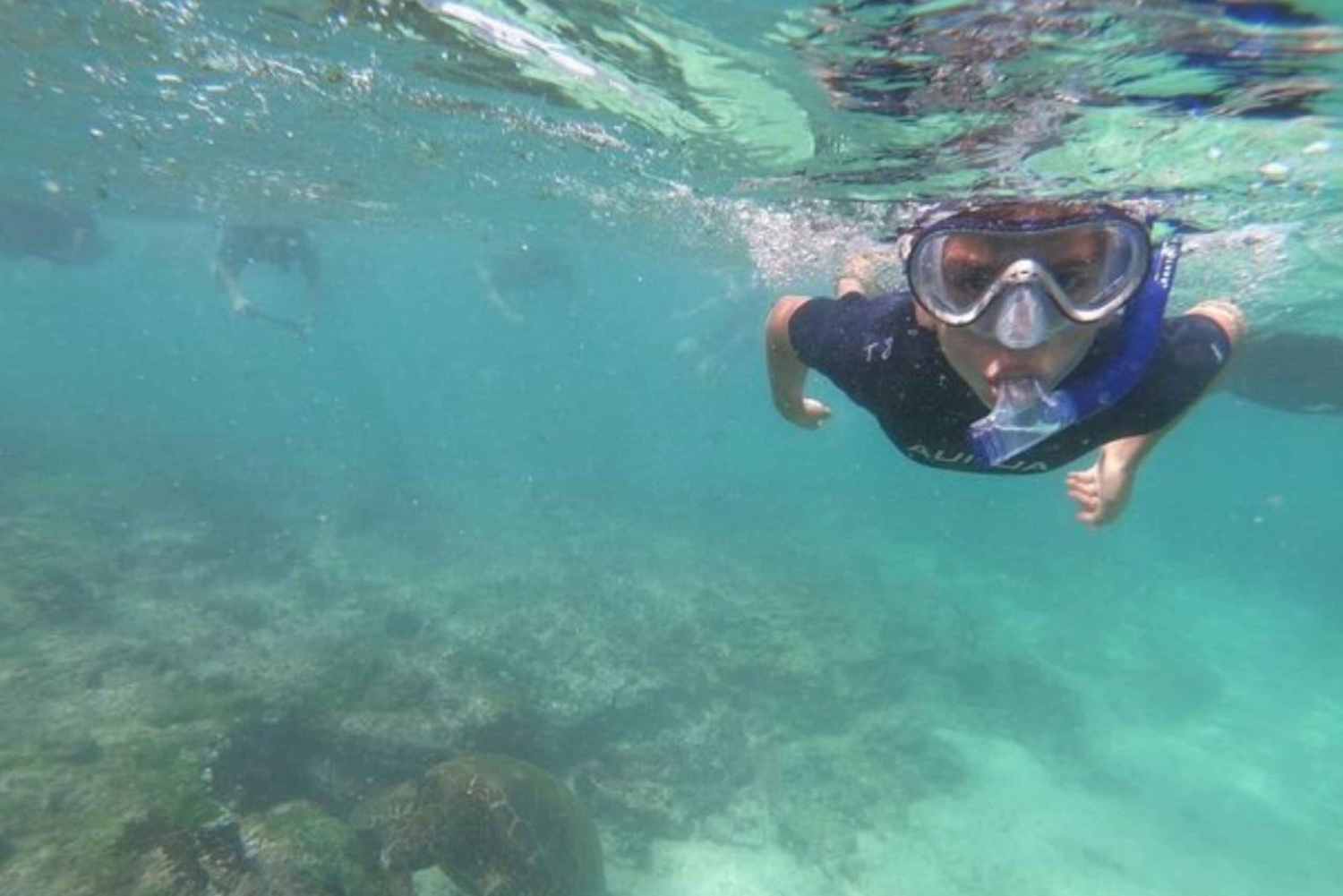 Półdniowa wycieczka Tintoreras z wyspy Isabela