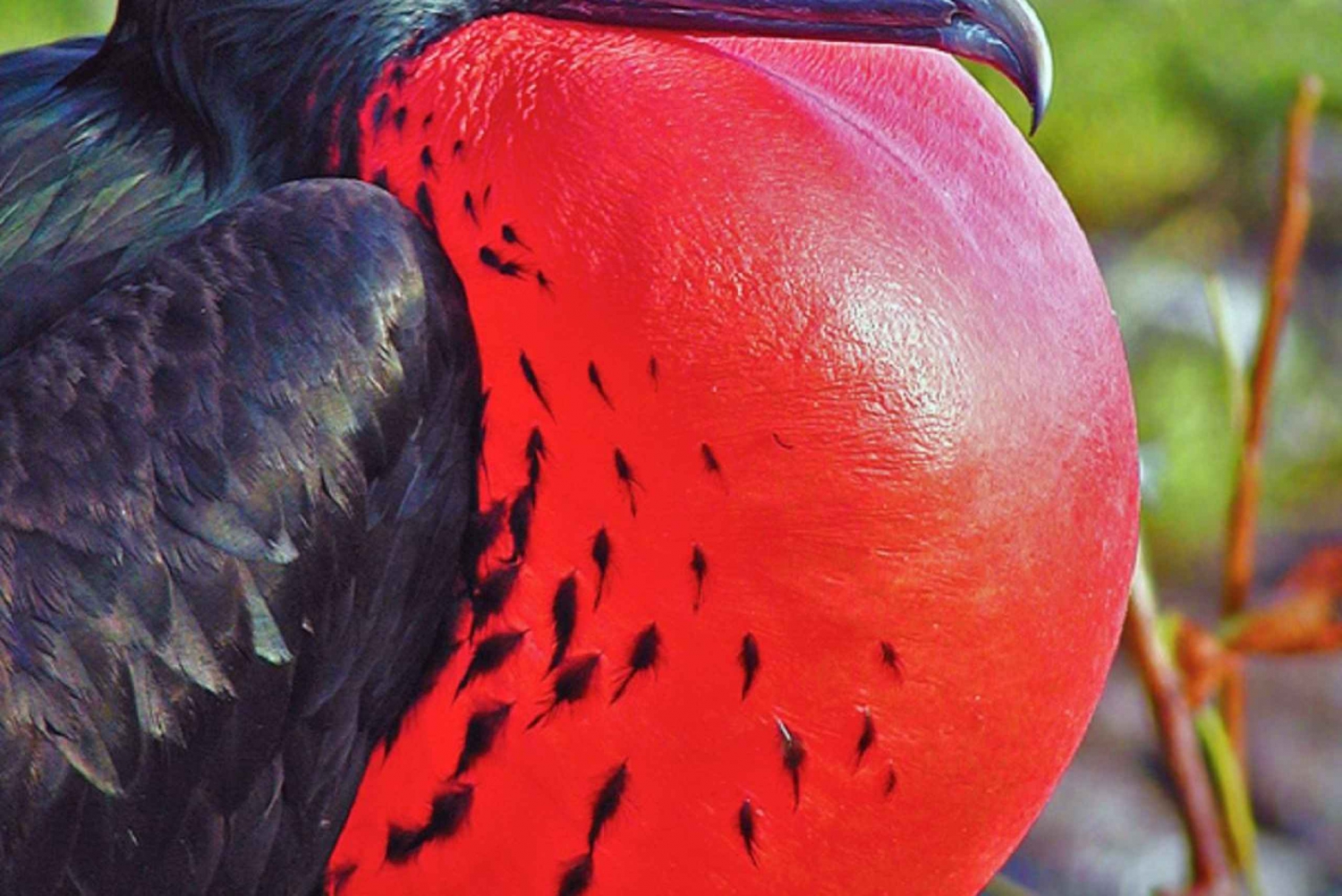 Lobos-saaret ja Ochoan ranta San Cristobalista päiväretki