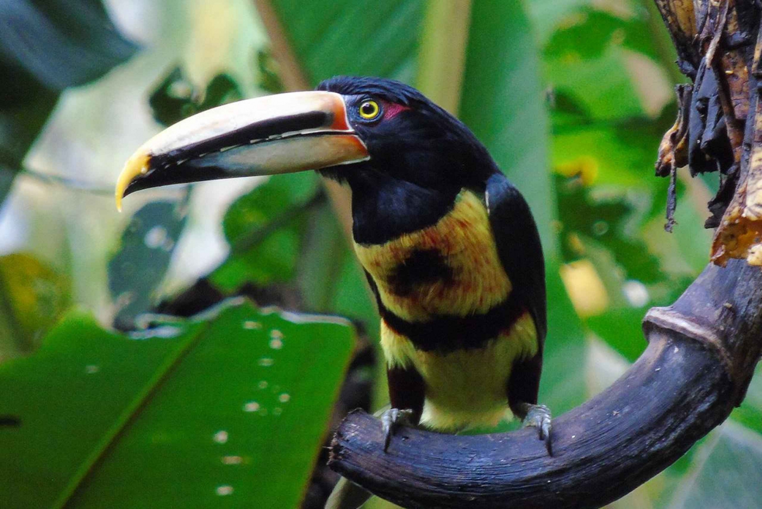 Quito: Mindo Nebelwald und Vogelbeobachtungstour