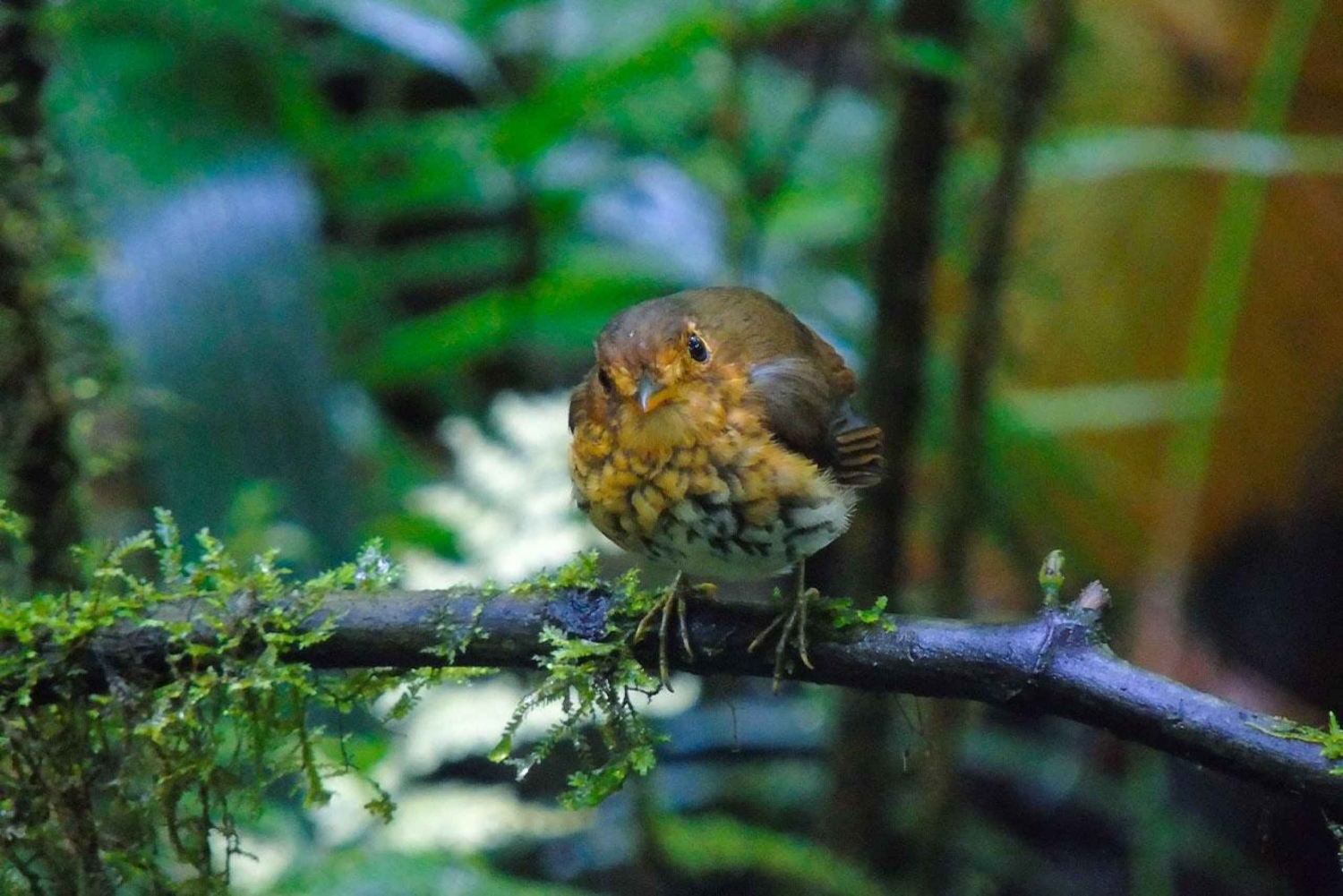 Fra Quito: Mindo Cloud Forest Tour Hel dag