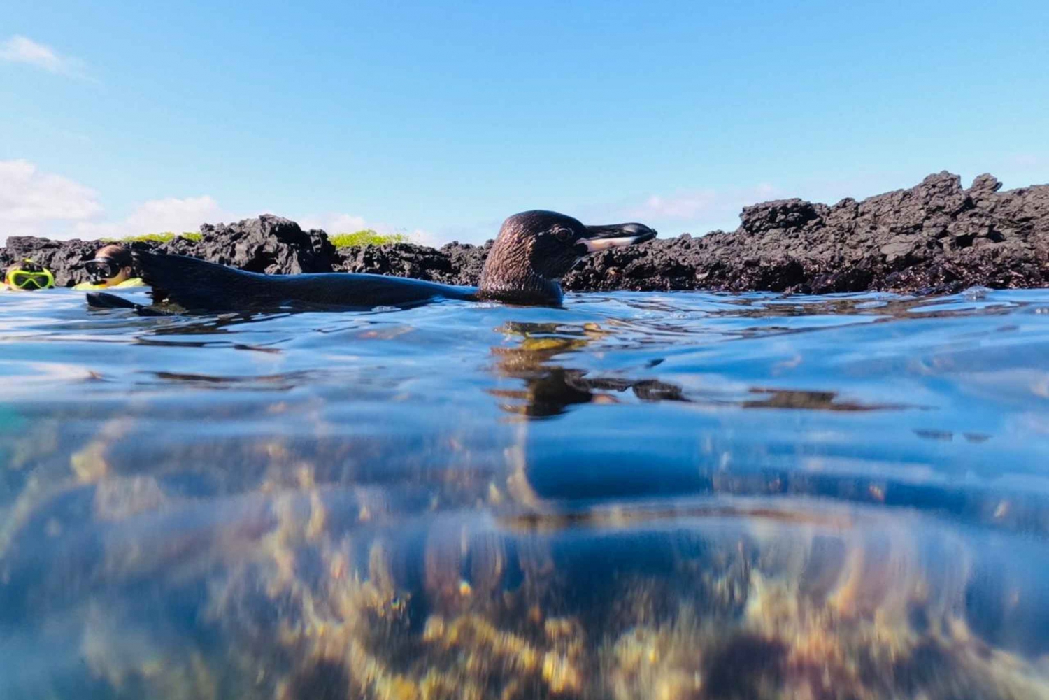 Tintoreras-øya: Pingviner, blåfotsuler og havskilpadder