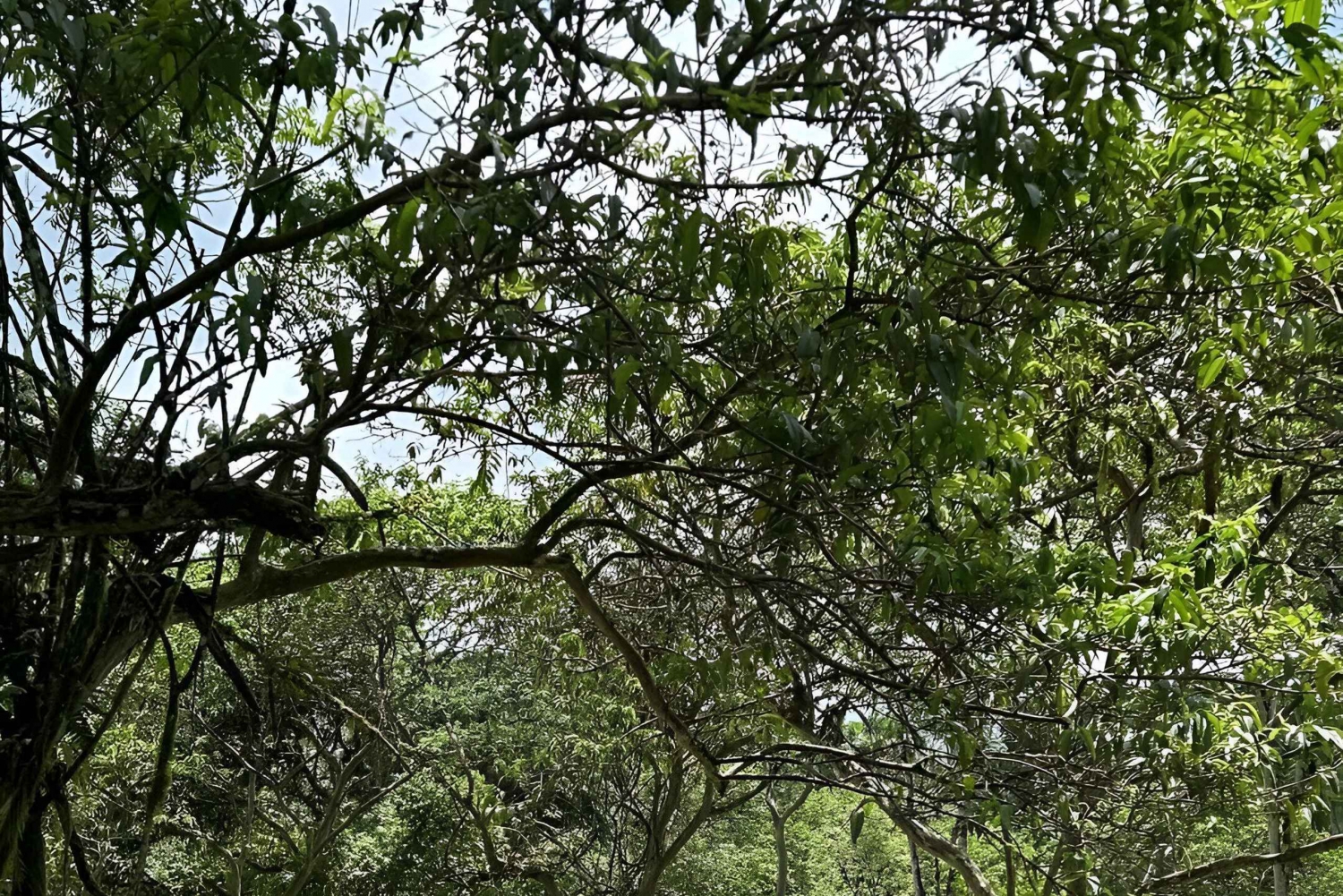 Puerto Ayora: Santa Cruz Highlands und Schnorchel-Tagestour