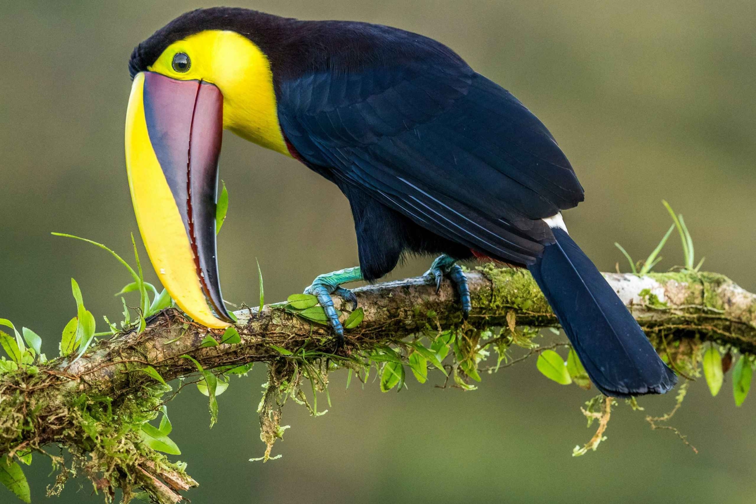 Mindo : une expérience authentique dans la forêt nuageuse