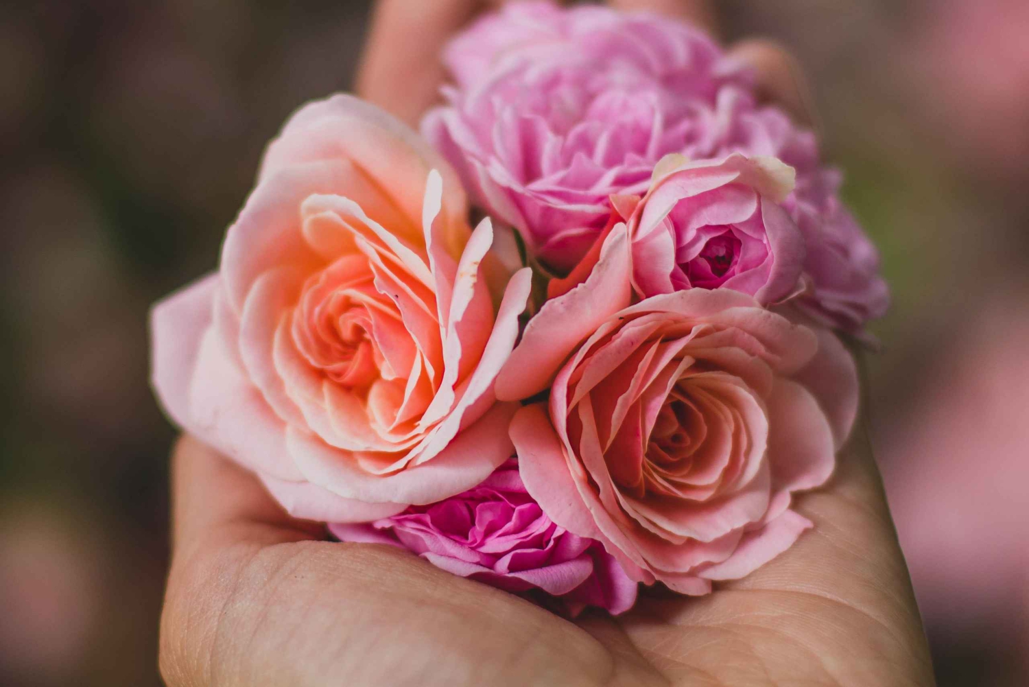 Кито: розы, сыр и вид на вулкан Котопакси — однодневная экскурсия