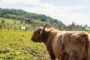 Da Edimburgo: Tour di Loch Ness e delle Highlands scozzesi