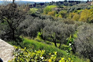 Firenze: Sähköpyöräretki Toscanan kukkuloilla ja viinimaistelu